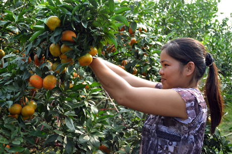 ខេត្ត Quang Ninh សកម្មកសាងជនបទថ្មី